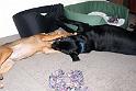Sandy and Bas_08-05-17_0003